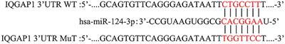 MiR-124 Regulates IQGAP1 and Participates in the Relationship Between Morphine Dependence Susceptibility and Cognition